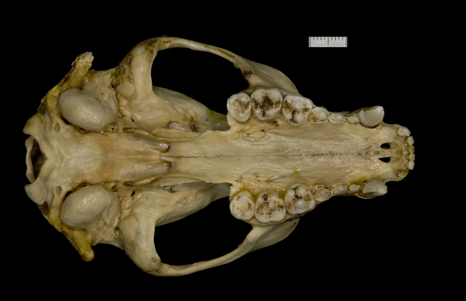 <p>no alisphenoid canal</p>