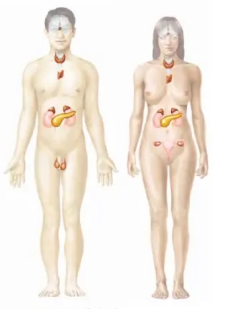 <p>What body system is this?</p>