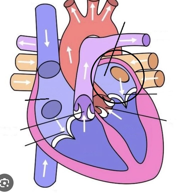 <p>where pulmonary veins flow</p>