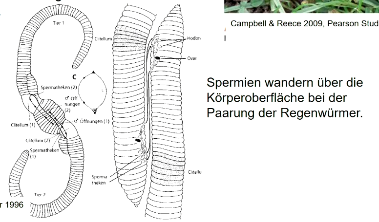 Jeder Regenwurm produziert sowohl Spermien als auch Eizellen, sie sind Zwitter. 

Bei **Paarung erfolgt Austausch der Spermien** zwischen den Paarungspartnern. 

Jedes Tier legt danach befruchtete Eier in Kokon ab: höhere Vermehrungsrate als bei getrennt geschlechtlichen Tieren.