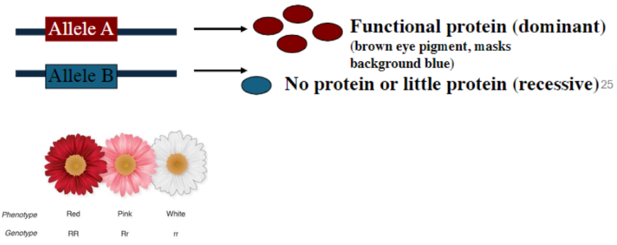 <ul><li><p><span style="background-color: transparent; font-family: &quot;Helvetica Neue&quot;, sans-serif;">Both alleles may encode proteins</span></p></li><li><p><span style="background-color: transparent; font-family: &quot;Helvetica Neue&quot;, sans-serif;">e.g. Brown (B) vs. blue (b) eye color</span></p></li><li><p><span style="background-color: transparent; font-family: &quot;Helvetica Neue&quot;, sans-serif;">Gene encoding protein that “does the job stronger” (e.g. produces more of the protein necessary) is dominant</span></p><ul><li><p><span style="background-color: transparent; font-family: &quot;Helvetica Neue&quot;, sans-serif;">e.g. Allele B: functional protein → brown eye pigment, masks blue</span></p><ul><li><p><span style="background-color: transparent; font-family: &quot;Helvetica Neue&quot;, sans-serif;">Allele b: no protein or little protein → blue eye pigment</span></p></li></ul></li></ul></li><li><p><span style="background-color: transparent; font-family: &quot;Helvetica Neue&quot;, sans-serif;">Most alleles are <strong>codominant </strong>(both proteins contribute to function) or <strong>incompletely dominant</strong></span></p><ul><li><p><span style="background-color: transparent; font-family: &quot;Helvetica Neue&quot;, sans-serif;">e.g. Flower colors, coat colors</span></p></li></ul></li></ul><p></p>