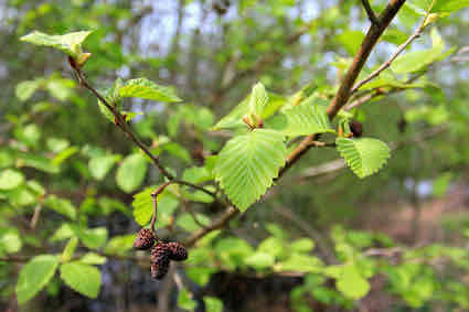 <p>Alnus viridis</p>