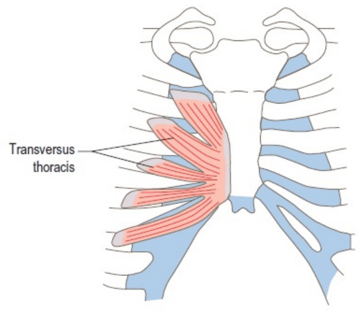 <p>Transverse Throacis</p>