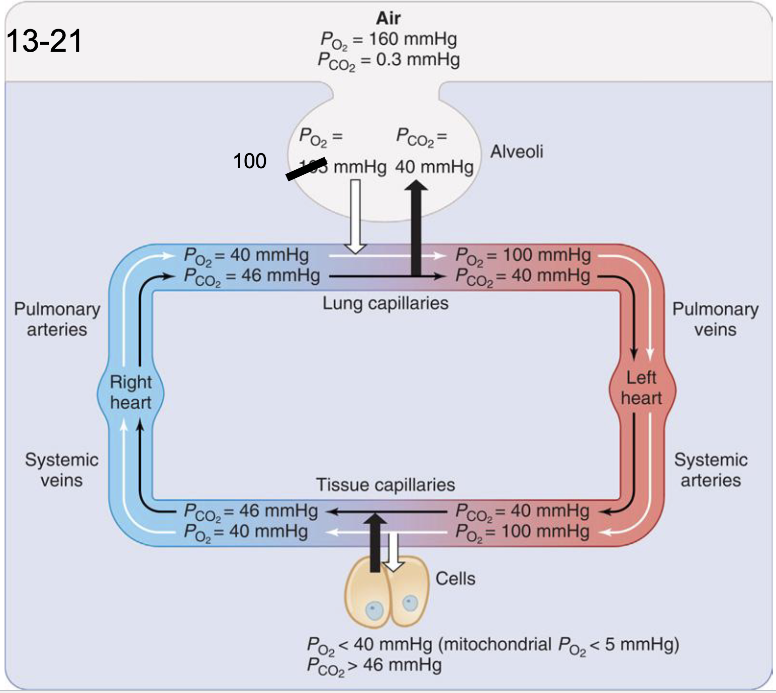 <ul><li><p><span style="background-color: transparent;"><span>What are the gradients that permit O2 to diffuse into the blood from the alveoli?</span></span></p><ul><li><p><span style="background-color: transparent;"><span>PAO2 = 100 mmHg > PvO2 = 40 mmHg</span></span></p></li></ul></li></ul><ul><li><p><span style="background-color: transparent;"><span>What are the gradients that permit O2 to diffusion from the blood to the tissues?</span></span></p><ul><li><p><span style="background-color: transparent;"><span>PaO2 = 100 mmHg > Pmito 3 mmHg</span></span></p></li></ul></li></ul><p></p>