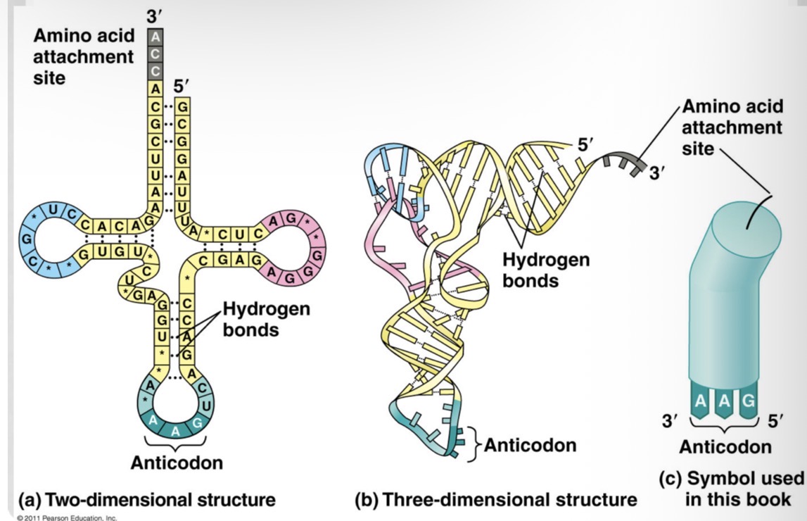 <p>amino acid attachment site at one end and an anti-codon site at the other end</p>