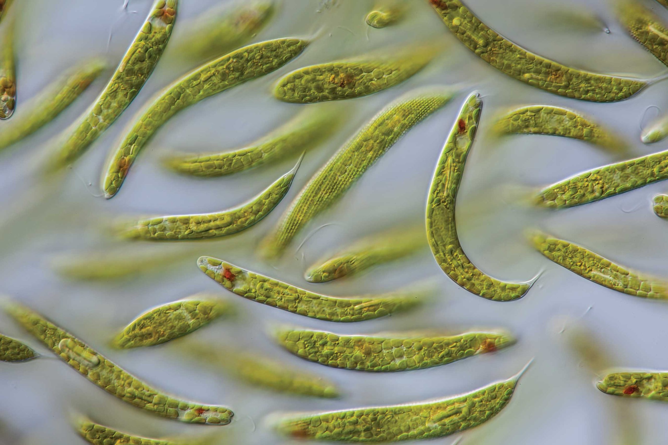 <p>both autotrophic and heterotrophic</p><p>ex: Euglena</p>