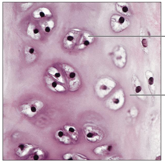 <p>What is this tissue, and where is it found?</p>
