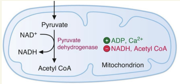 <p>Acetyl-CoA, NADH, pyruvate, ADP, Ca<sup>2+</sup></p>