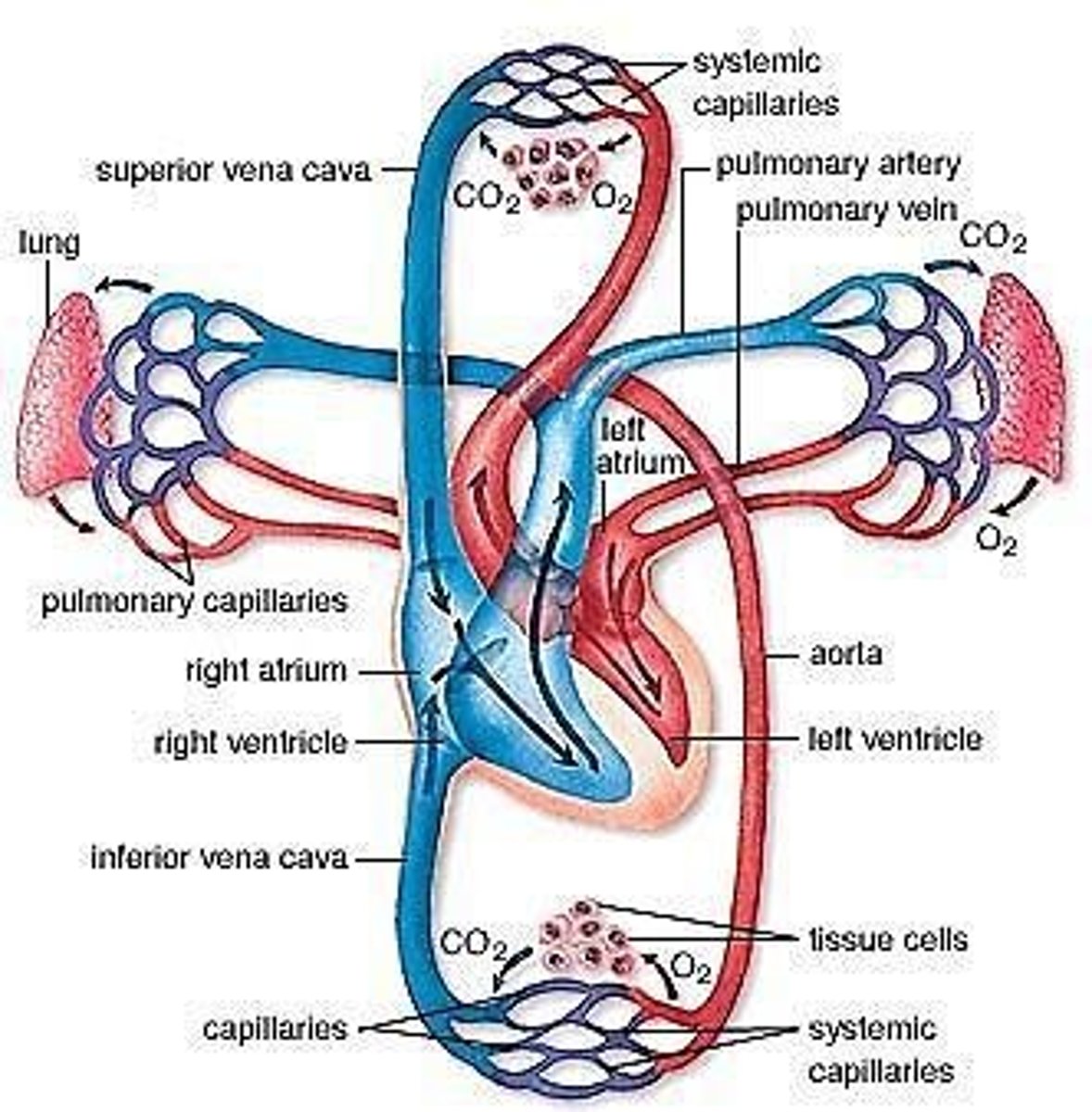 <p>Blood flow from heart to lungs and back.</p>