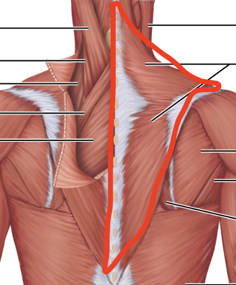 <p>Trapezius- A</p>