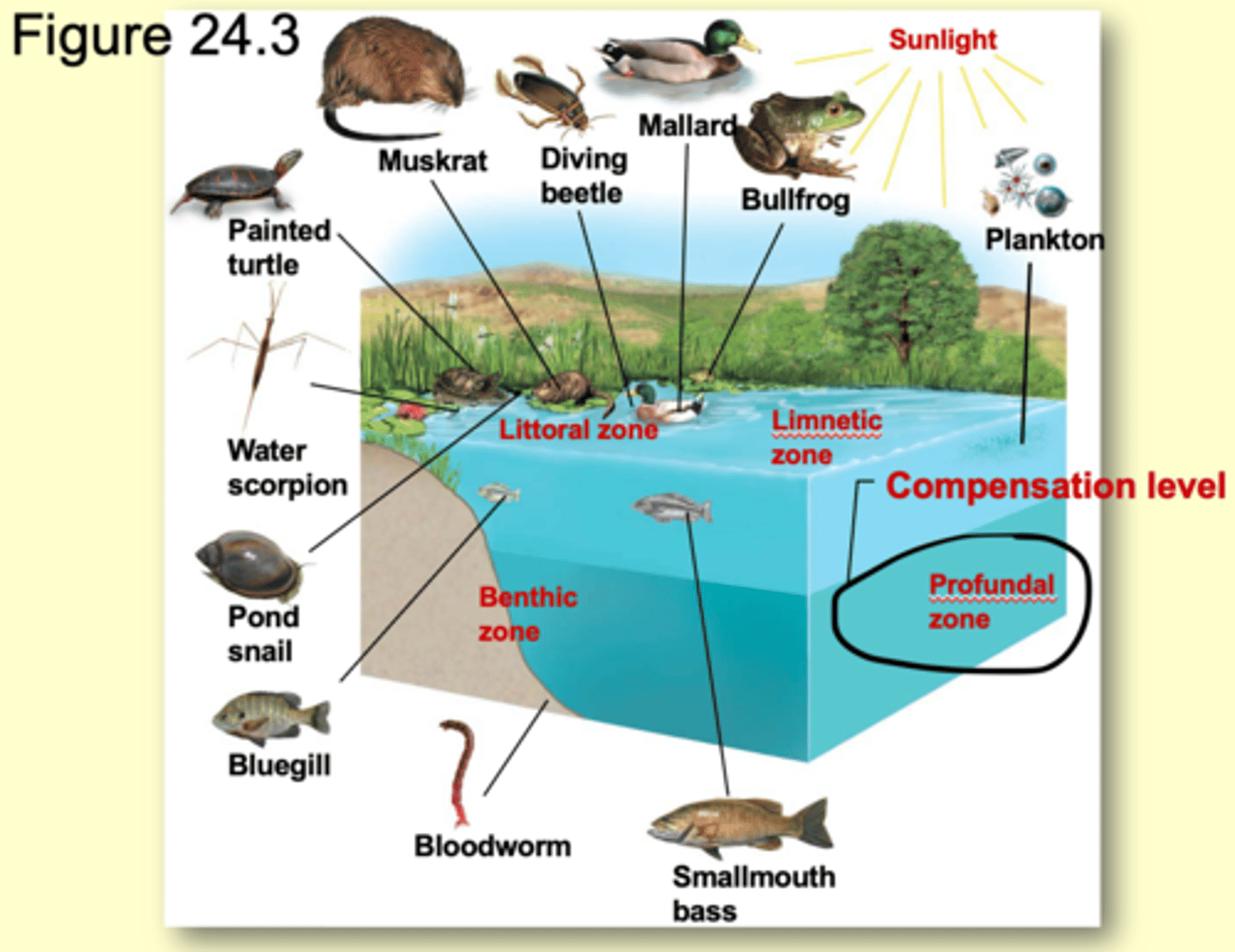 <p>beyond the depth of effective light penetration</p><p>- where respiration balances photosynthesis</p>