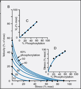 <p>SM’s force-velocity relationship</p><ul><li><p>Force-Velocity relationship is dependent on level of phosphorylation </p><ul><li><p>still, Force is inverse of Velocity </p></li></ul></li><li><p><span><span>Maximal shortening velocities are dependent on phosphorylation (proportional)</span></span></p></li><li><p><span><span>Force&nbsp;generation&nbsp;is dependent on&nbsp;Phosphorylation</span></span></p></li></ul><p></p>
