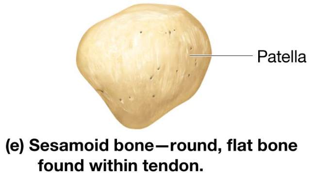 <ul><li><p>Specialized bones located within tendons</p></li><li><p>Usually small, flat, oval shaped</p></li><li><p>Gives tendons mechanical advantage</p></li></ul><p></p>