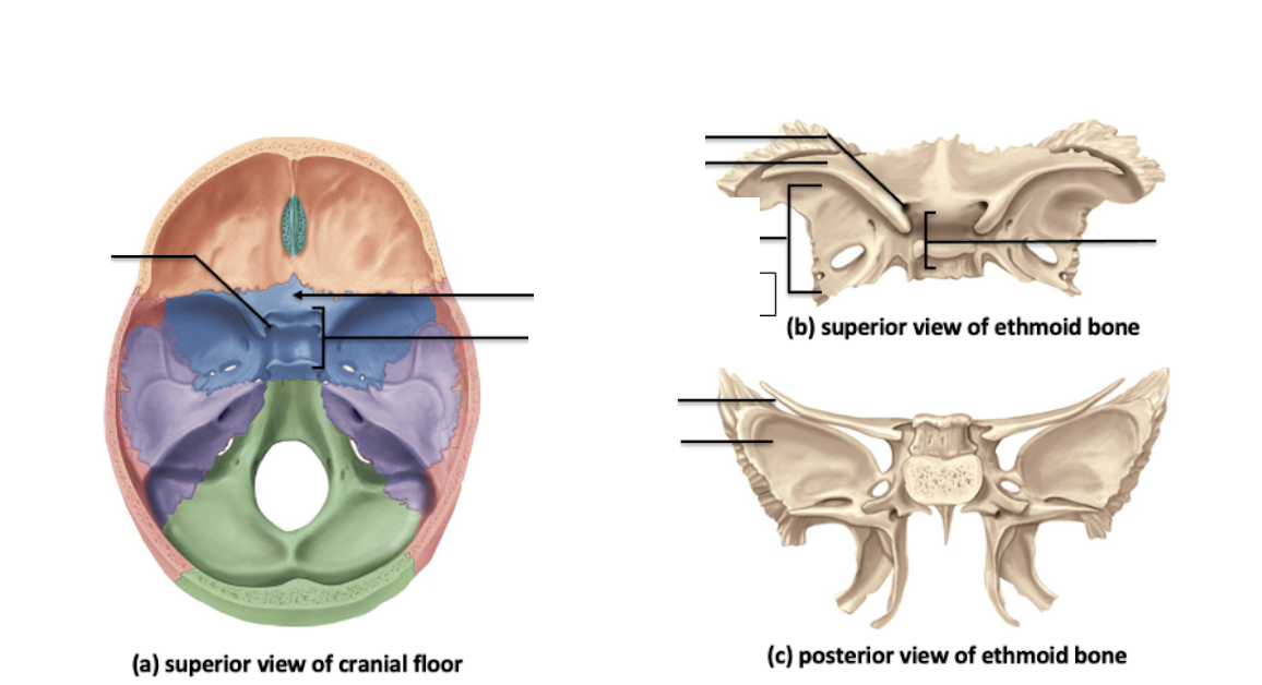 <p>Identify the cranial bone and it’s feature(s)</p>