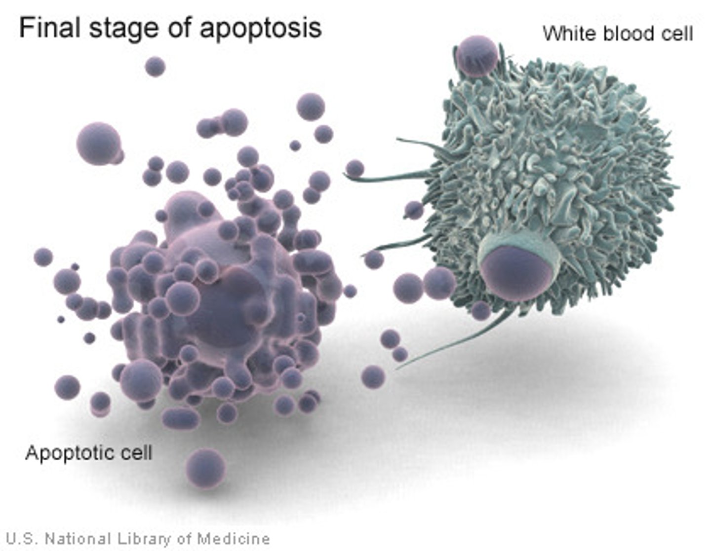 <p>the controlled death of cells in the body. Also known as programmed cell death</p>