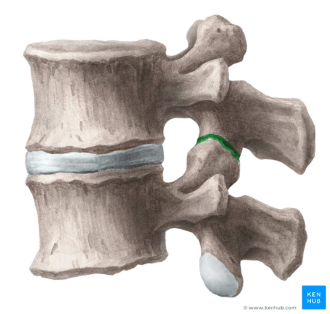 <p>fasettleder/bågleder, är de små synovialleder som förbinder kotkropparna i ryggraden med varandra</p>