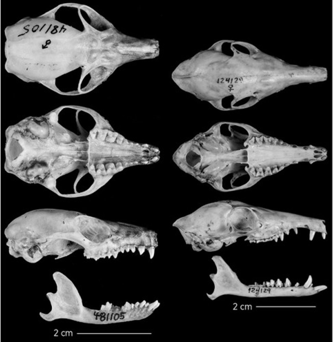 <p>Family has:</p><p>-Postorbital bar very skinny</p><p>-tritubercular molars</p>