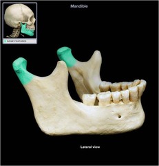 <p>mandible; articulate with the mandibular fossae of the temporal bones</p>