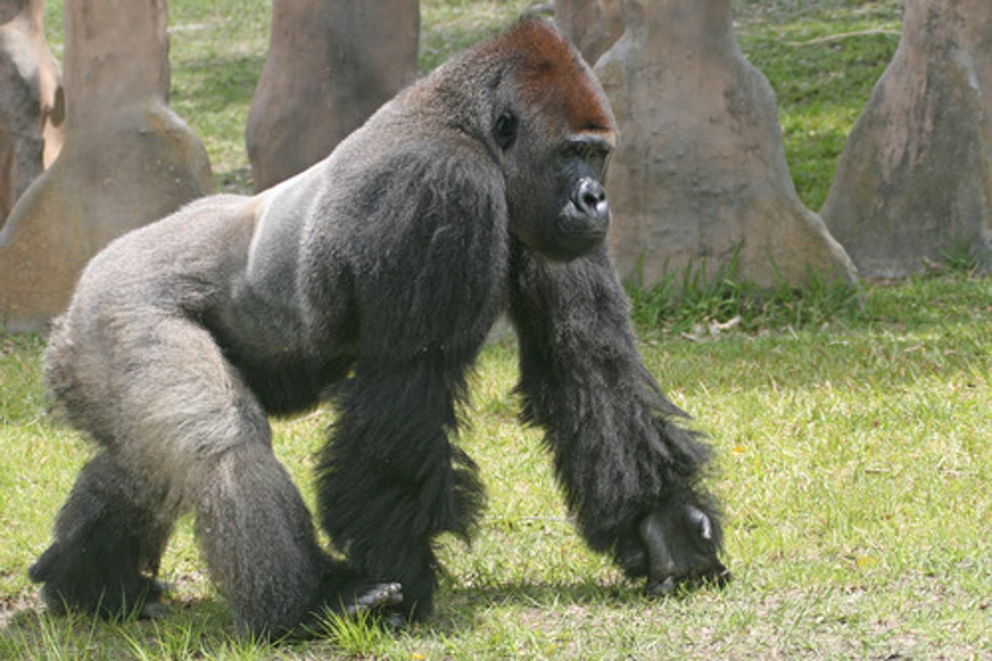 <p>To safeguard species from extinction by regulating international trade</p>