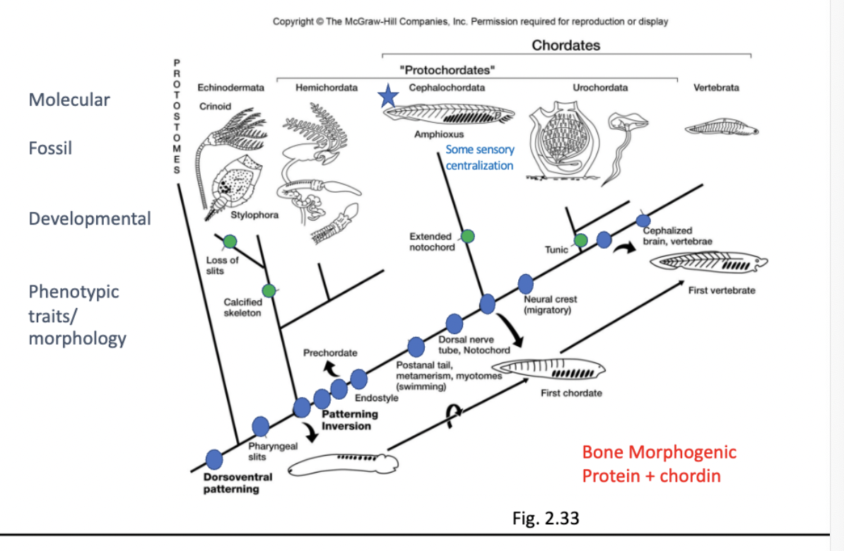 <p>another phylogenetic tree to review </p>