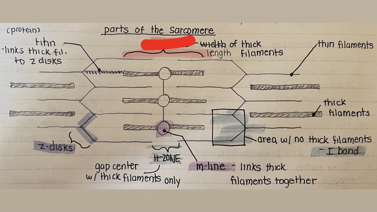 term image