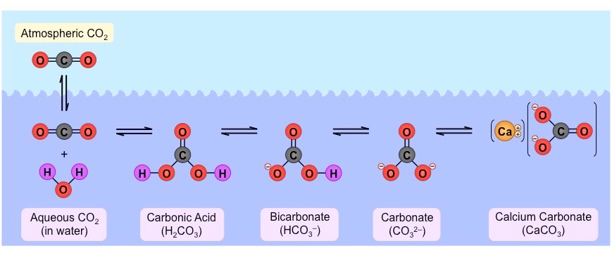 <ul><li><p>carbon dioxide from the atmosphere dissolves in water</p></li><li><p>some of it remains as dissolved gas, the remainder combines with water to form <mark data-color="red">carbonic acid</mark> (CO2 + H2O &lt;—&gt; H2CO3)</p></li><li><p>carbonic acid dissociates to form <mark data-color="red">hydrogen carbonate ions</mark> (H2CO3 &lt;—&gt; HCO3- + H+)</p></li><li><p>this conversion also releases H+ ions, which is why <mark data-color="red">pH changes</mark> when CO2 is dissolved in water (it becomes more acidic)</p></li><li><p>autotrophs absorb both dissolved CO2 and HCO3- ions and use them to produce organic compounds</p></li><li><p>when HCO3- ions come into contact with the rocks and sediments on the ocean floor and <strong>aquire metal ions</strong>, forming <mark data-color="red">calcium carbonate</mark> and <mark data-color="red">limestone</mark></p></li><li><p>living animals also combine HCO3- with calcium to form <mark data-color="red">calcium carbonate</mark> that they use to build exoskeletons (e.g. corals) and shells. When the organism dies and settles to the sea floor, these hard components may become fossilized in limestone</p></li></ul>