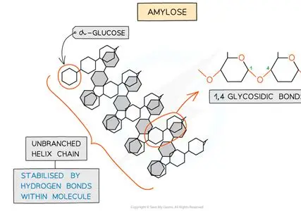 <ul><li><p>long unbranched chain of alpha glucose</p></li><li><p>angles of glycosidic (all 1-4) give it a coiled structure</p></li><li><p>the coil makes it compact so its good for storage </p></li></ul><p></p>