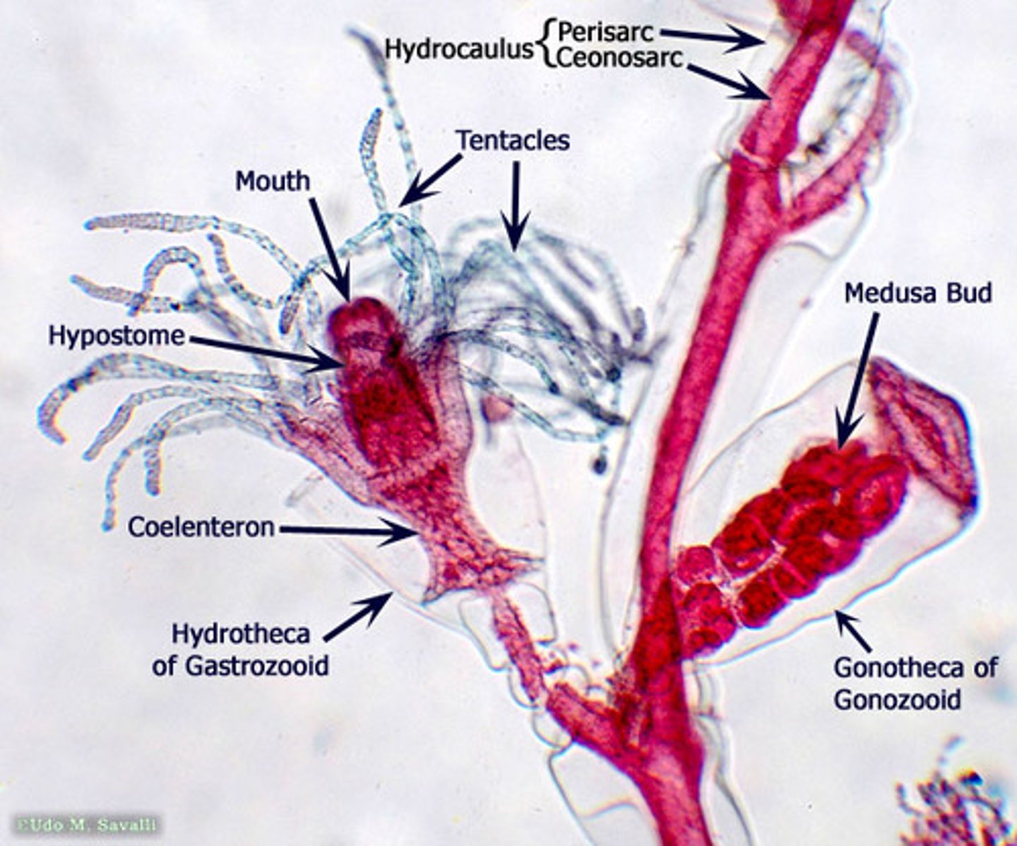 <p>Gastrozooids - feeding polyps with tentacles</p><p>Gonozooids - reproductive polyps</p>