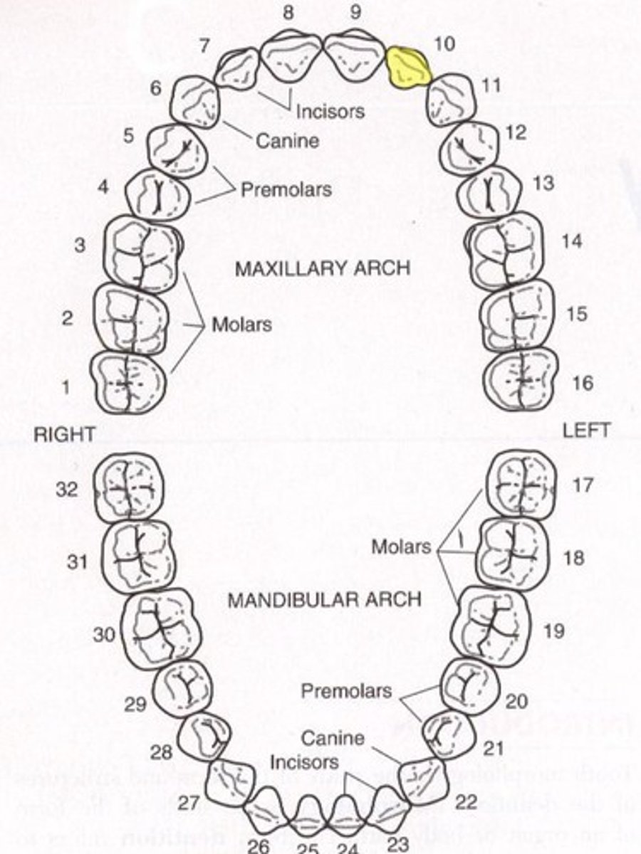 <p>Maxillary left leteral incisor</p>