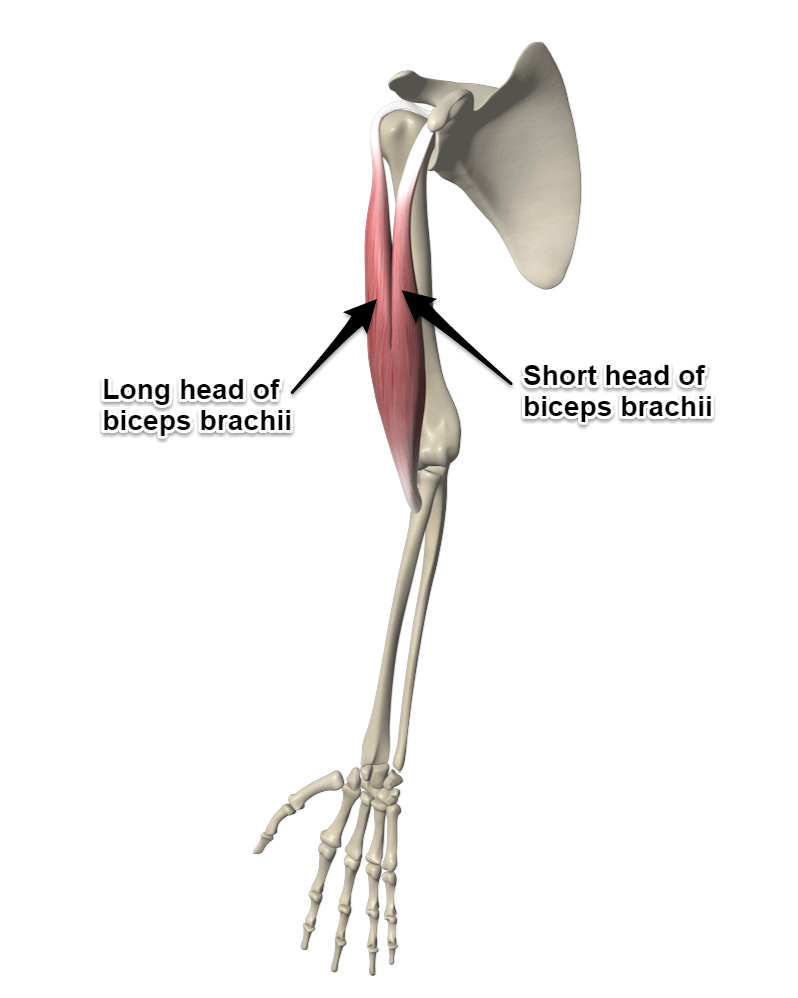 <p>origin shorthead: coracoid process of <strong>scapula</strong></p><p>origin longhead: supraglenoid tubercle of <strong>scapula</strong></p><p>insertion: radial tuberosity</p><p>action: flexion and supination of forearm</p>