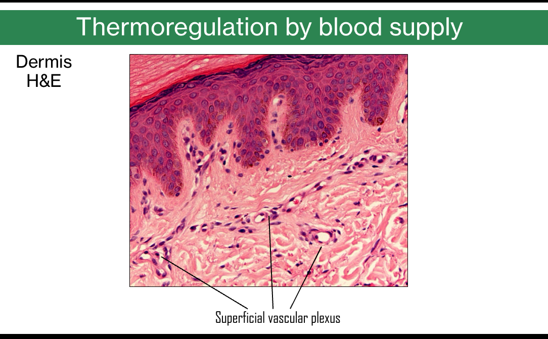 <p>Thermoregulation by blood supply</p>