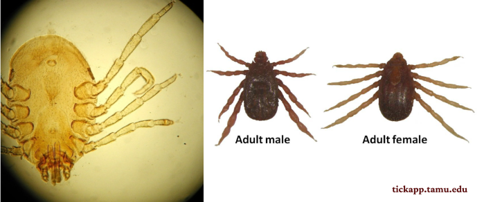 <p><span>Boophilus annulatus/</span>cattle fever - hard tick. entire life cycle on a single animal. cattle. transmits <em>Babesia</em> - bovine babesiosis</p>