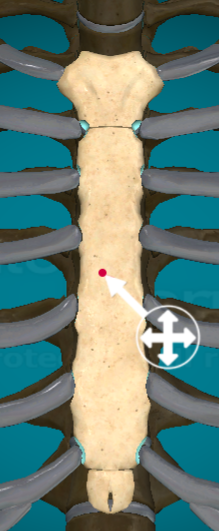 <ul><li><p>where? between the manubrium and the xiphoid process</p></li><li><p>what? the main section of the sternum that attaches ribs 2-7</p></li></ul><p></p>