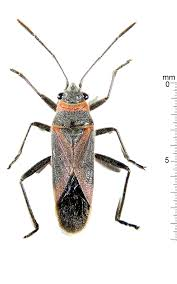 <p>Seed bugs</p>