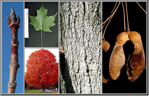 Family: Aceraceae

Common name: Red maple

Range: As far north as Newfoundland in Canada, as far south as FL, and all throughout Eastern North America.

Habitat: Hydric sites in FL but can grow in many conditions other places. 

Height: Can grow up to 100ft tall. 

Leaf persistence: Deciduous

Bark: thin, grayish, gets a lil flaky as it matures.

Leaves: opposite, simple, 3-5 palmately lobed (mostly 3-lobed). Serrate to dentate margin w/ squareish central lobe.
Dull dark green upside, silvery glacous underside. 
Petiole is variable but can often be red. 
Seeds are samaras: 45-90 angle
red flowers in spring, red leaves in fall

Other:
Used for roosting and for hardwood in the North. Shade tolerant, low salt tolerance, low fire tolerance, moderate flood tolerance. Used in urban planning bc it's usually disease free. Used in horticulture.