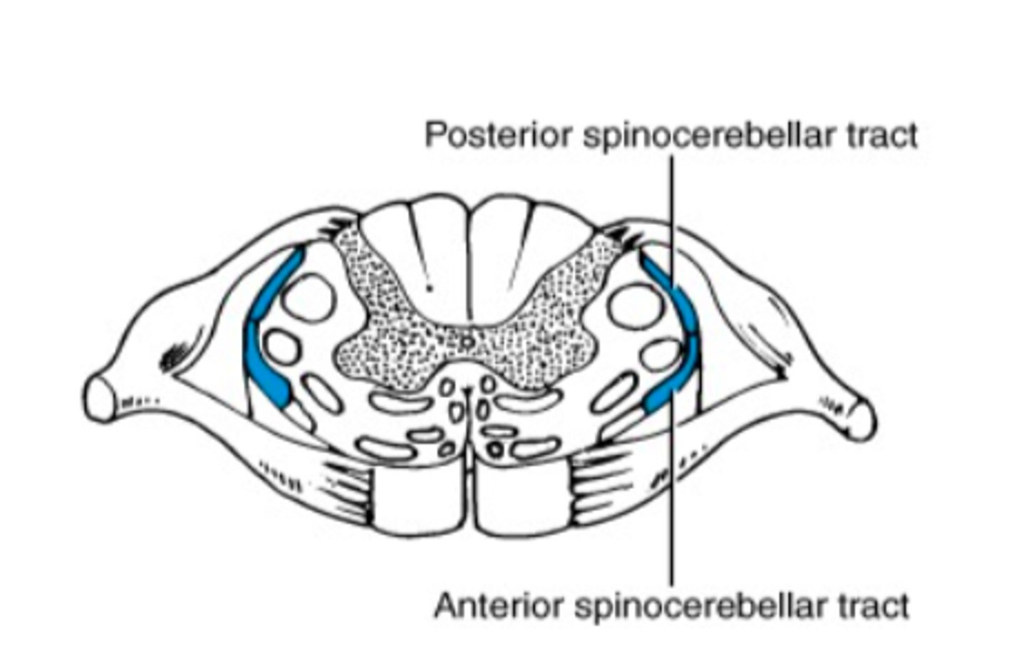 <p>Convey information about muscle or tendon stretch to cerebellum.</p>