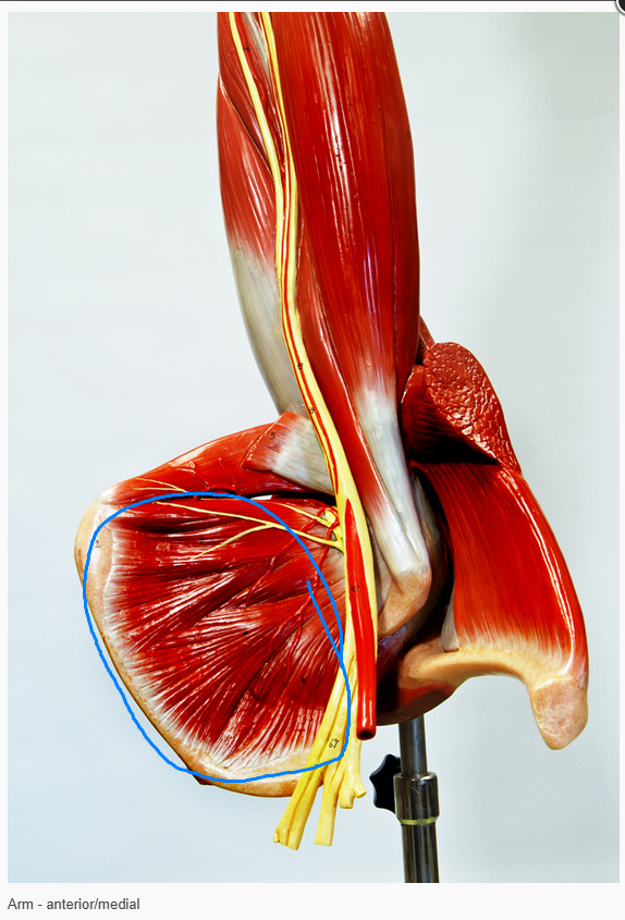 <p>What is the name of the muscle circled </p>