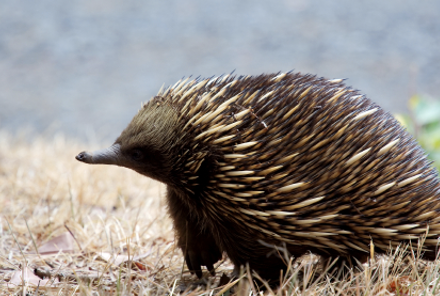 <p>short-beaked echidna</p>
