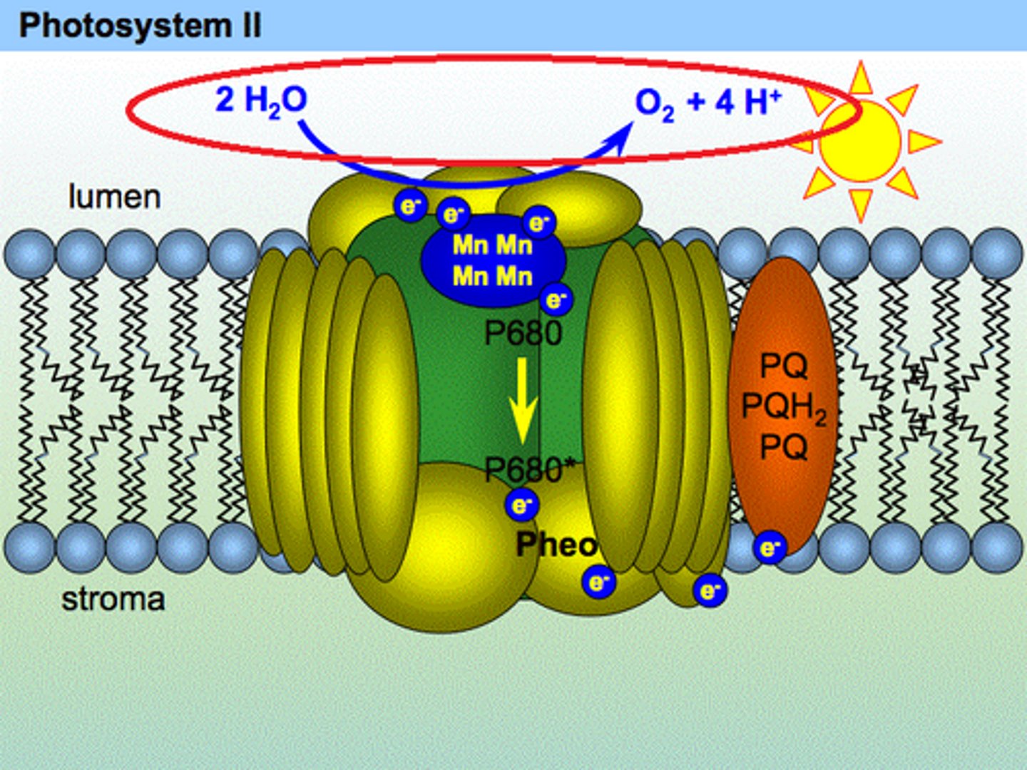 <p>In the thylakoid membranes of a chloroplast during light-dependant reactions, two molecules of water are split to form oxygen, hydrogen ions, and electrons.</p>