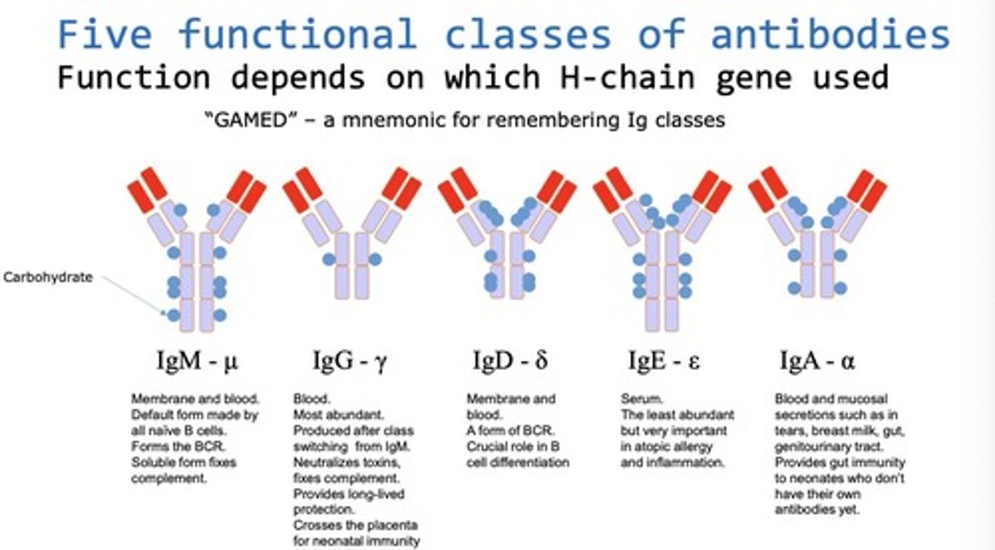 <p>Five types, each with distinct functions in immunity.</p>