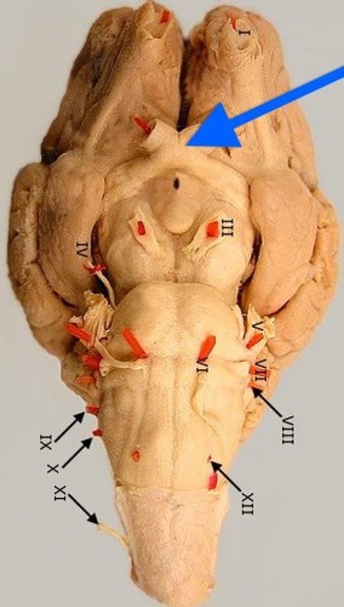 knowt flashcard image