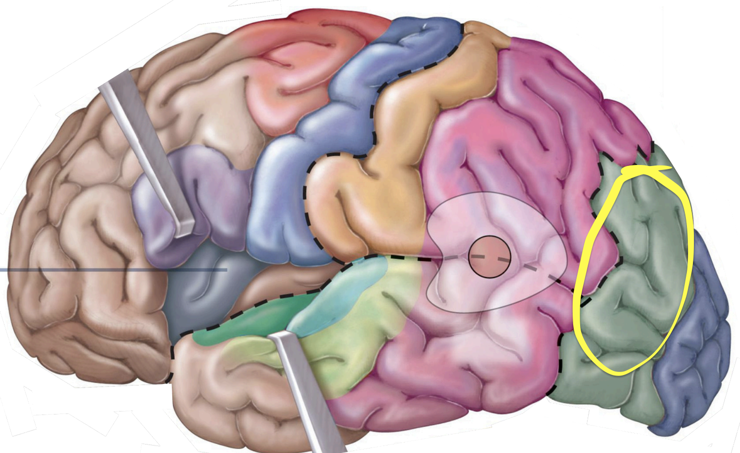 <p>Association areas -<strong>Visual association area</strong></p>