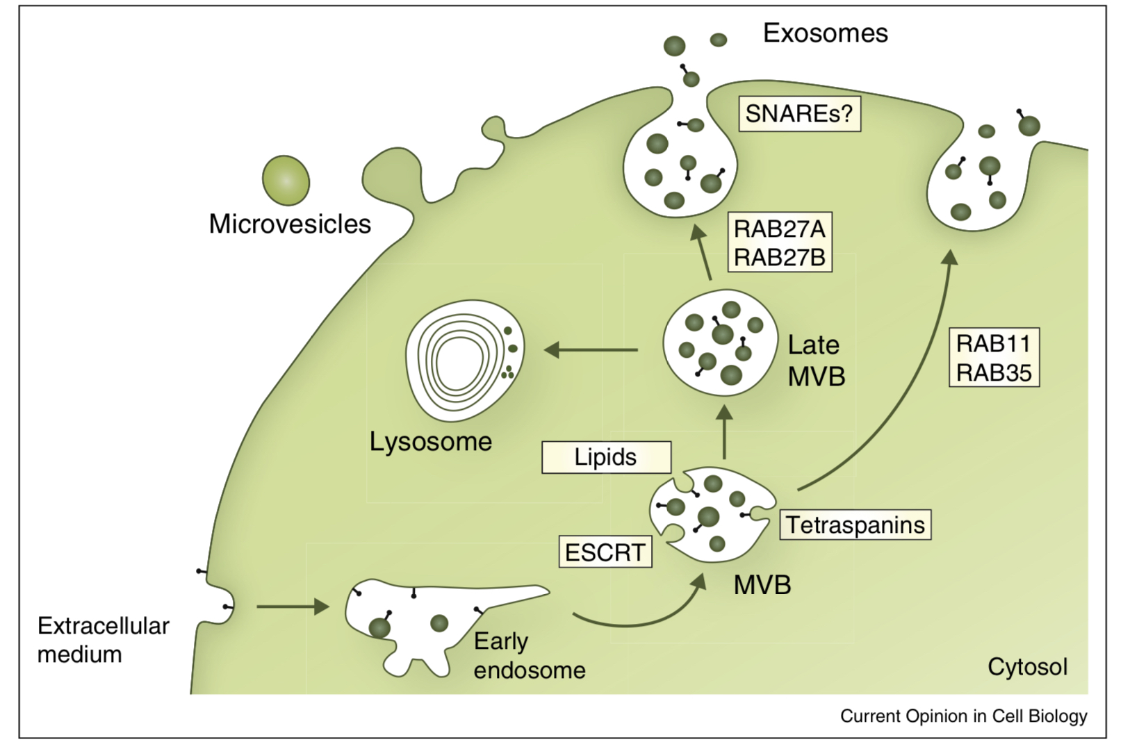 <p>extracellular vesicles that can be released from cells by fusion of MVBs with the plasma membrane</p>