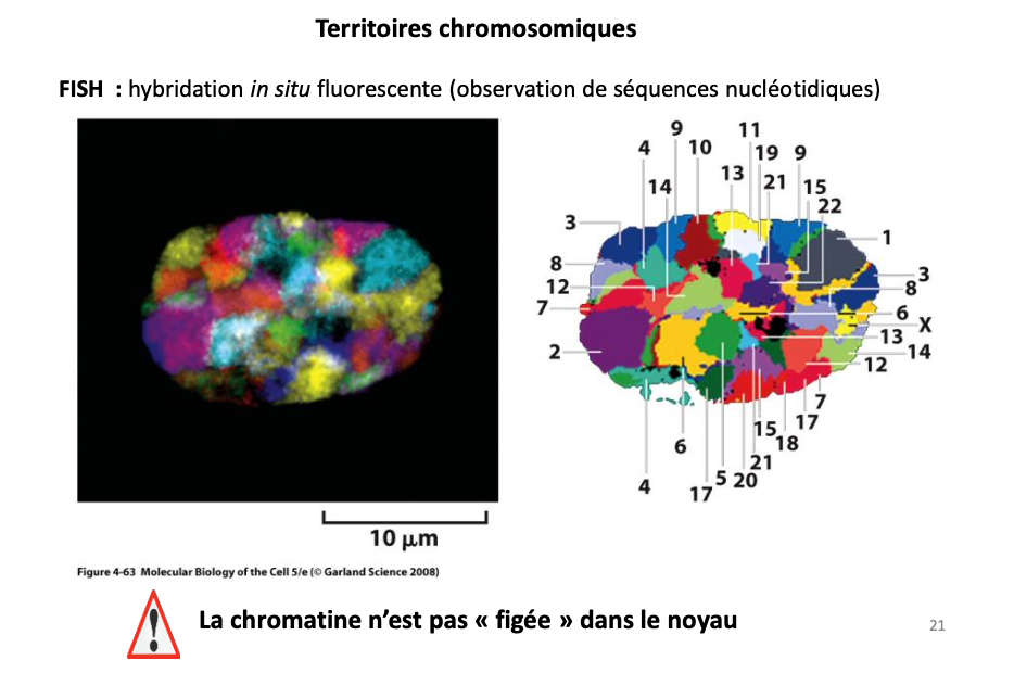 <ul><li><p>Chaque chromosome occupe un <strong>territoire spécifique dans le noyau</strong>.</p></li><li><p>Observables par <strong>FISH (hybridation in situ fluorescente)</strong>.</p></li><li><p>Les territoires peuvent <strong>se déplacer</strong> pour permettre l’expression génique.</p></li></ul><p></p>