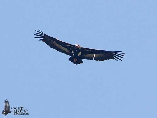 <p>Red Headed Vulture</p>