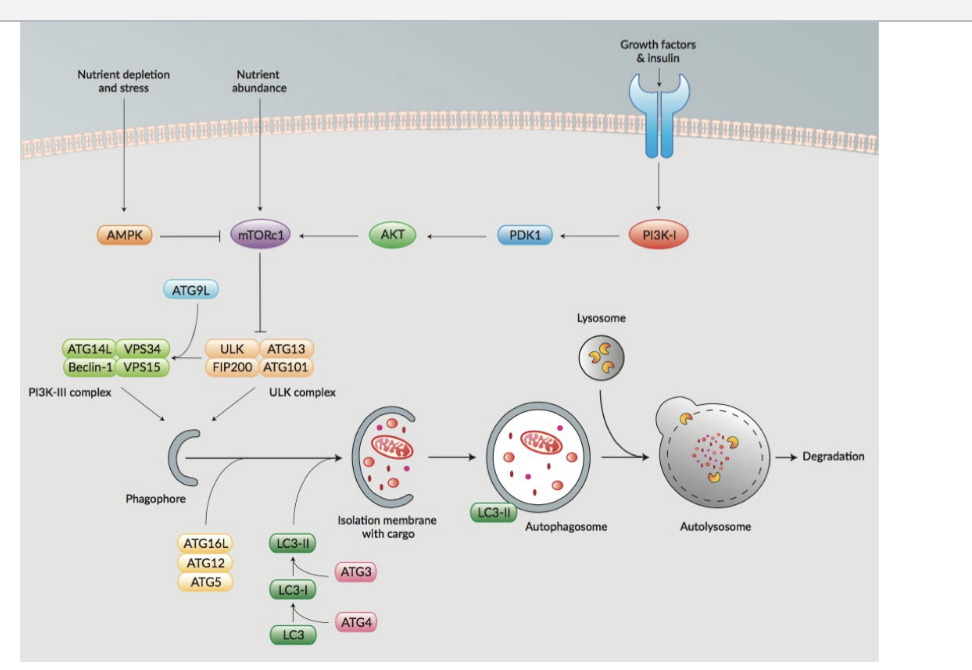 <p>nutrient abundance</p><ul><li><p>activates mTORc1 → inhibits ULK complex which <strong>suppresses autophagy</strong></p></li></ul><p>nutrient depletion and stress</p><ul><li><p>activates AMPK → inhibits mTORc1 → since mTORc1 is NO LONGER SUPRESSES ULK complex, it activates autophagy directly or activates PI3K-III complex which also activates autophagy</p></li></ul><p>growth factors &amp; insulin </p><ul><li><p>activates PI3K-1 → activates PDK1 → activates AKT → activates mTORc1 which <strong>suppresses autophagy</strong></p></li></ul><p></p>