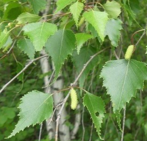 <p><em>Betula populifolia</em></p>