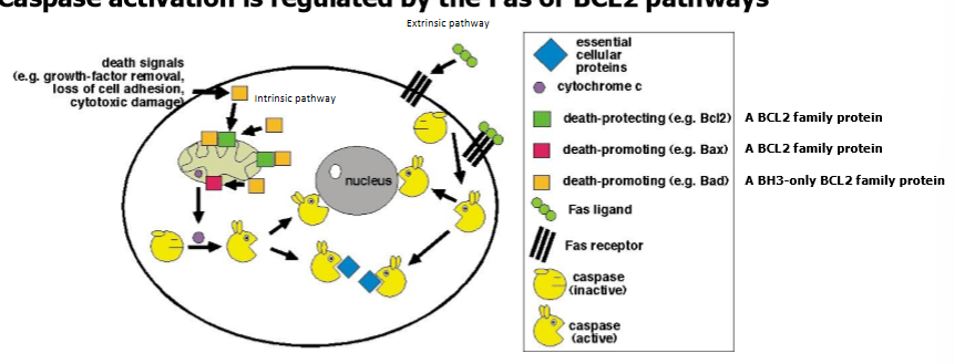 <p>fas or BCL2 pathways</p><ul><li><p>both pathways involve activation of proteases (caspases) that disassemble essential cellular proteins </p></li></ul><p></p>