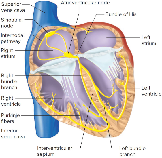 <ul><li><p>Normal pacemaker is the sinoatrial (SA) node</p></li><li><p>The atrioventricular (AV) node is the secondary pacemaker</p></li><li><p>Pacemakers set the rhythm of cardiac contraction</p></li><li><p>Automatic: spontaneously generate rhythmic action potentials (autorhythmic cells)</p></li></ul><p></p>
