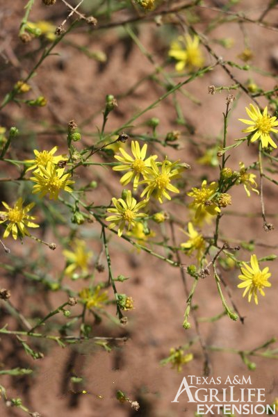 Common broomweed